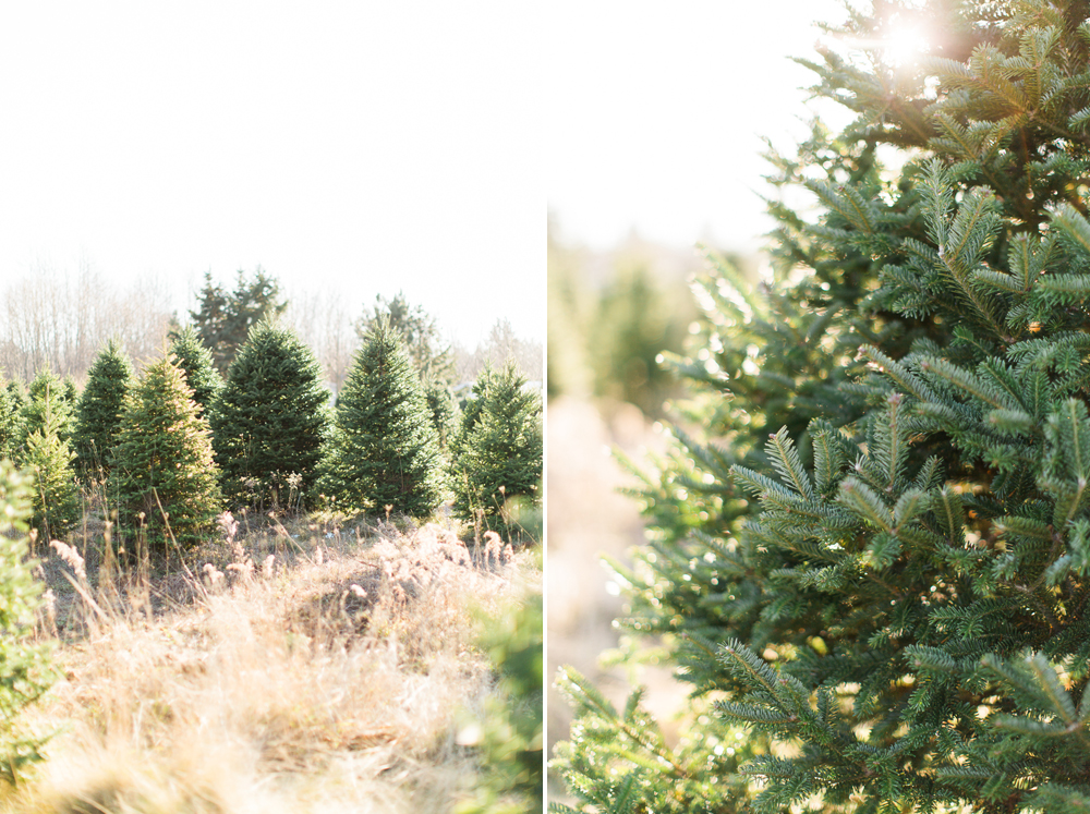 perfect christmas tree-halifax-wedding-photographers